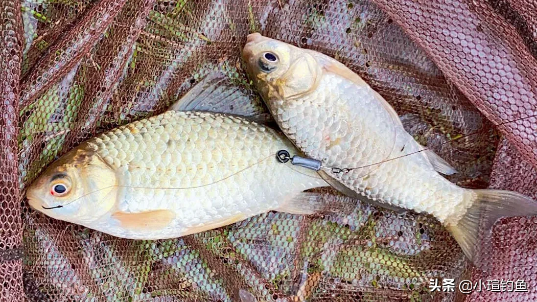 夏天钓鲫ji鱼的最佳时间及方法：夏天鲫鱼什么时候好钓（夏天钓鲫鱼什么时间段好钓）