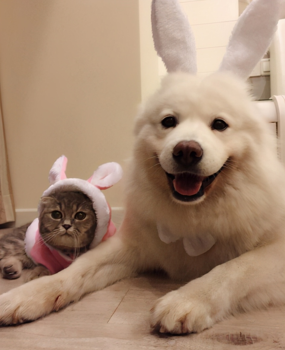 狗狗禁忌水果清单、狗狗可以吃的水果大全（狗狗禁止吃的水果）