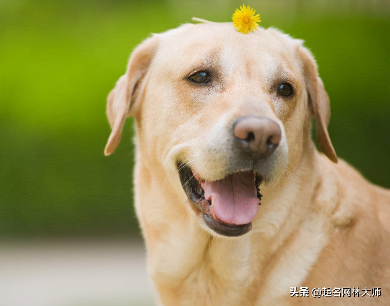 好听有寓意的宠物名字 好听有寓意的宠物名字大全（比较有寓意的宠物名字）