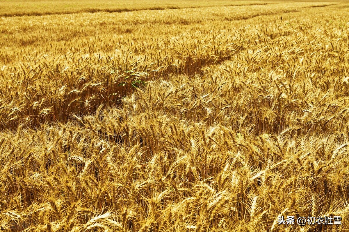 可怜九月初三夜意思:可怜九月初三夜意思画一画（可怜九月初三夜这句话是什么意思）