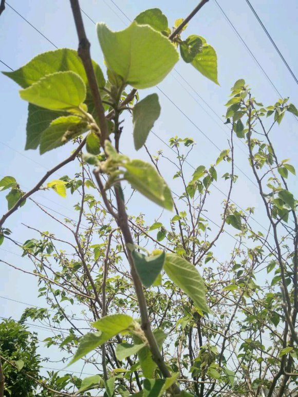 毛桃图片pian大全:十一指毛桃图片大全（十一指毛桃根的功效与作用）