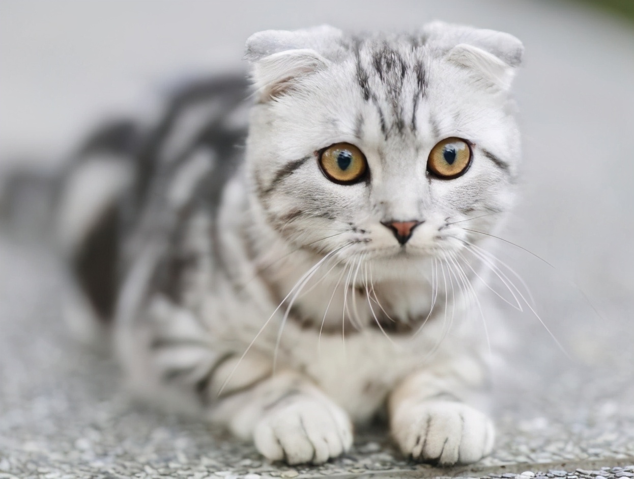 猫咪临死si前的六个特殊征兆；猫咪临死前的六个特殊征兆 小猫（猫咪临死之前会有什么反应）