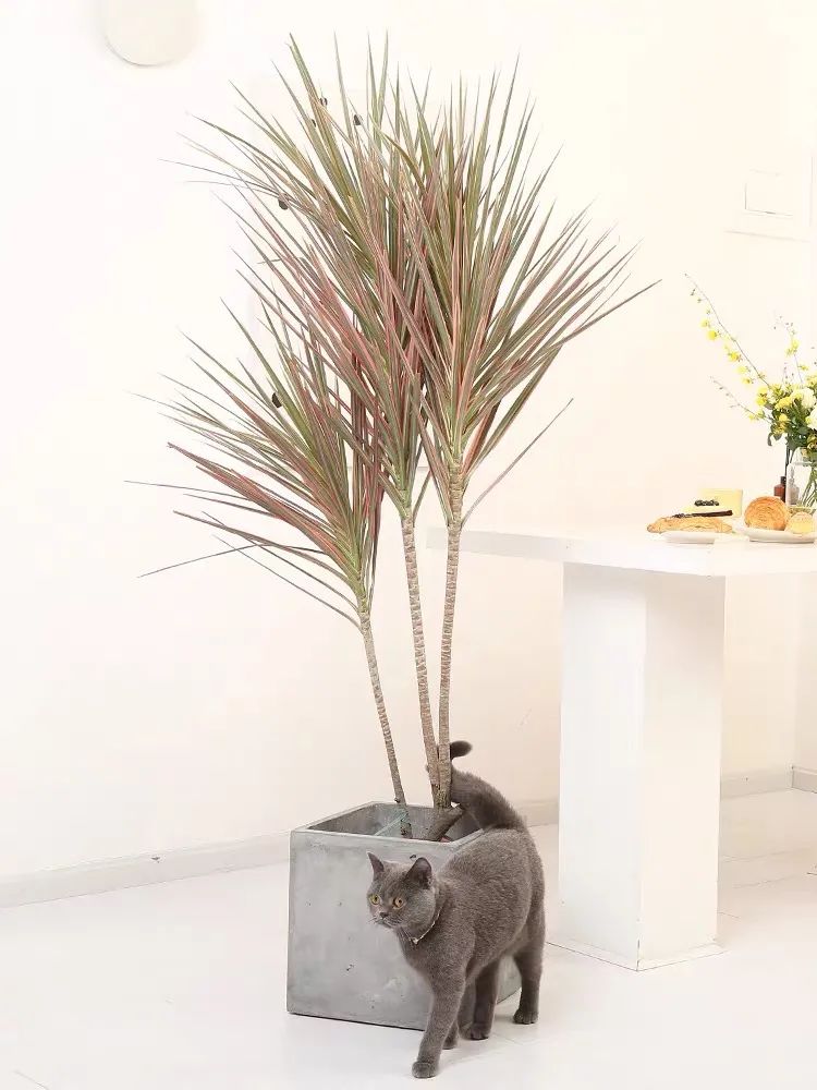 千年木的风水说法_什么是千年木（千年木的风水作用）