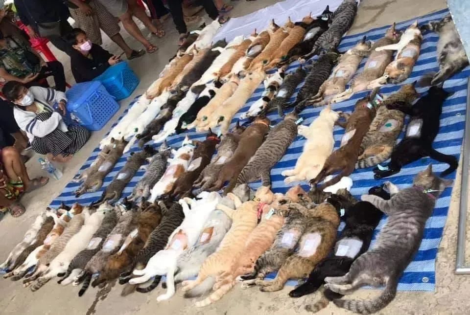 哪有免费给猫做绝育的：上门给猫做绝育多少钱（上门做猫绝育手术）