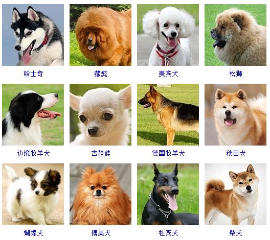 犬图片大全，格力犬图片大全（格力犬图片 特征）