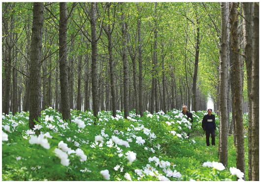 一个亦一个木,三点水一个亦一个木（三点水一个亦一个木是什么字）