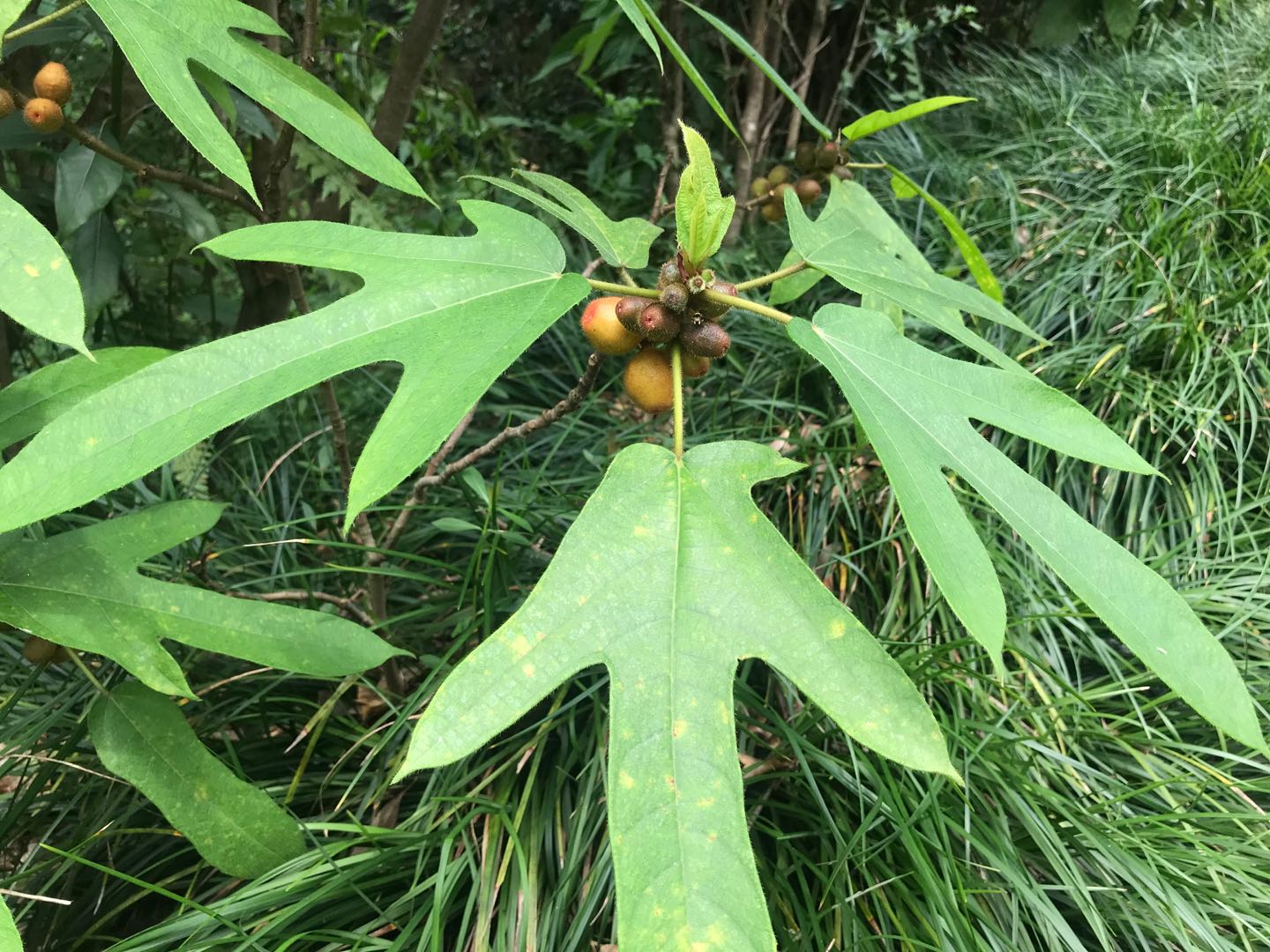正宗五指毛桃图片;五指毛桃和三指毛桃的图片（正宗五指毛桃图片;五指毛桃和三指毛桃的图片一样吗）