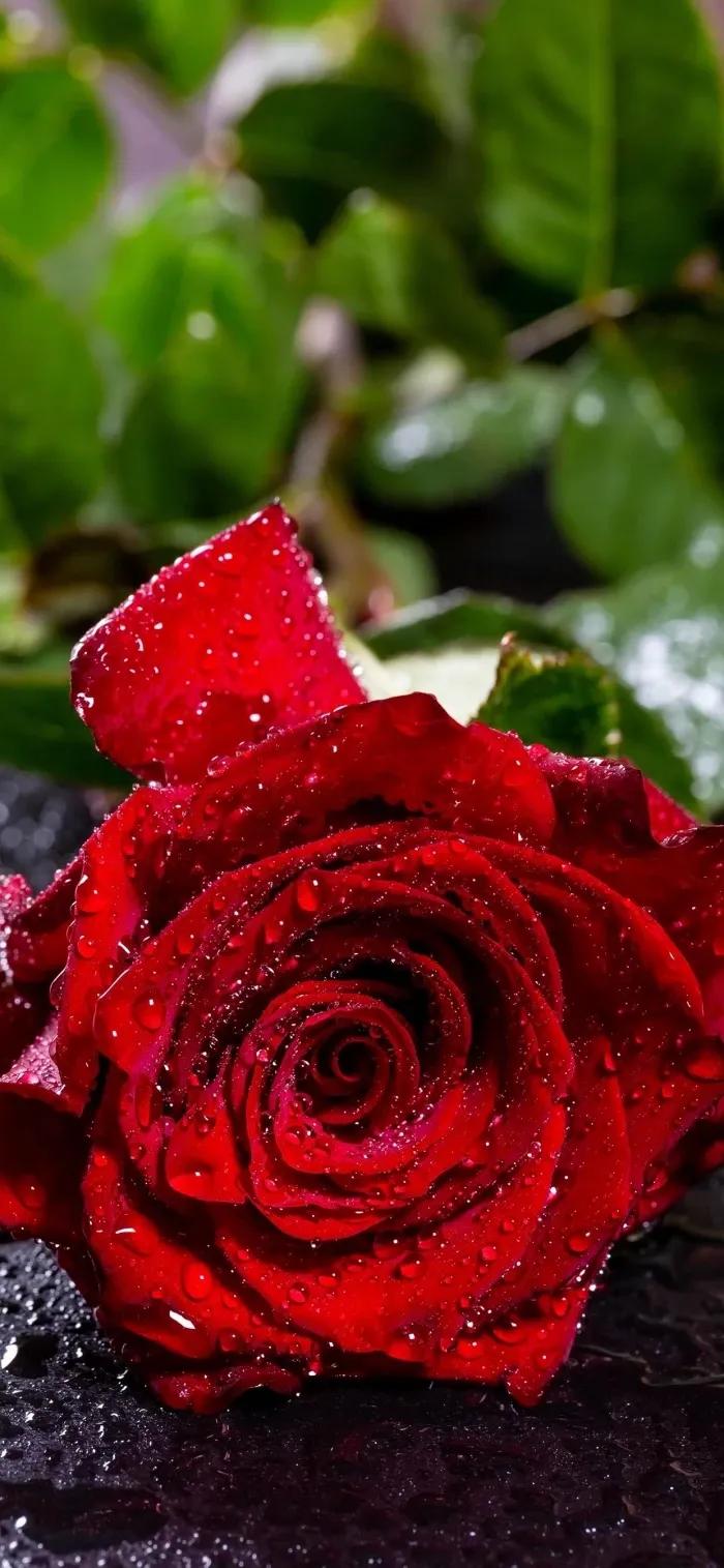 白玫瑰一般送什么人：白玫瑰一般送什么人比较好（白玫瑰送什么人合适）