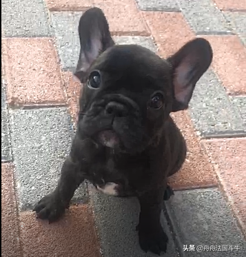 法斗为什么不买公的_法斗为什么不买公的会怕冷吗（法斗为什么不买公的 新闻）