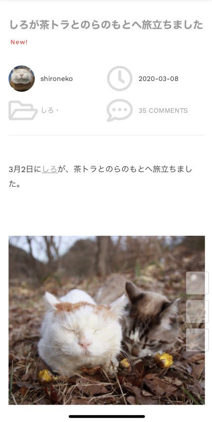 日本网红猫咪“猫叔”去世 因可爱表情包风靡网络